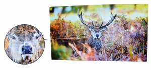 ZB00 VideowallSteglos LED Display